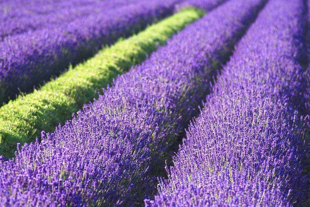 Bio Lavendelfeld bei Wien