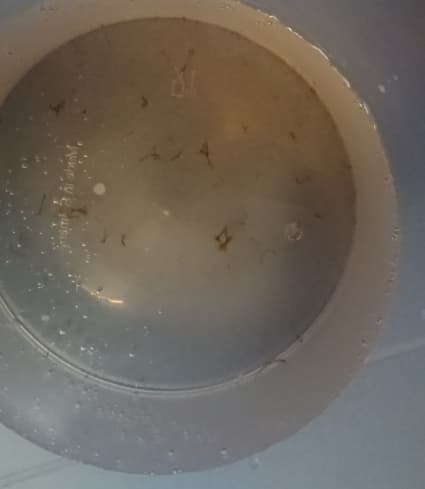 Wie erkenne ich, dass Hydrolate verkeimt sind?