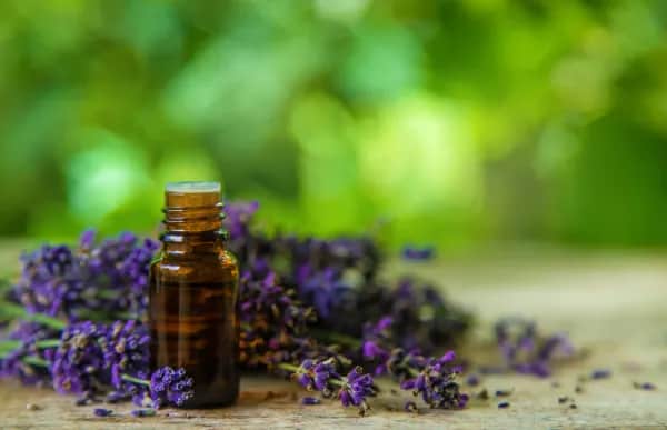 Wie kann man Lavendel am besten zum Schlafen verwenden?
