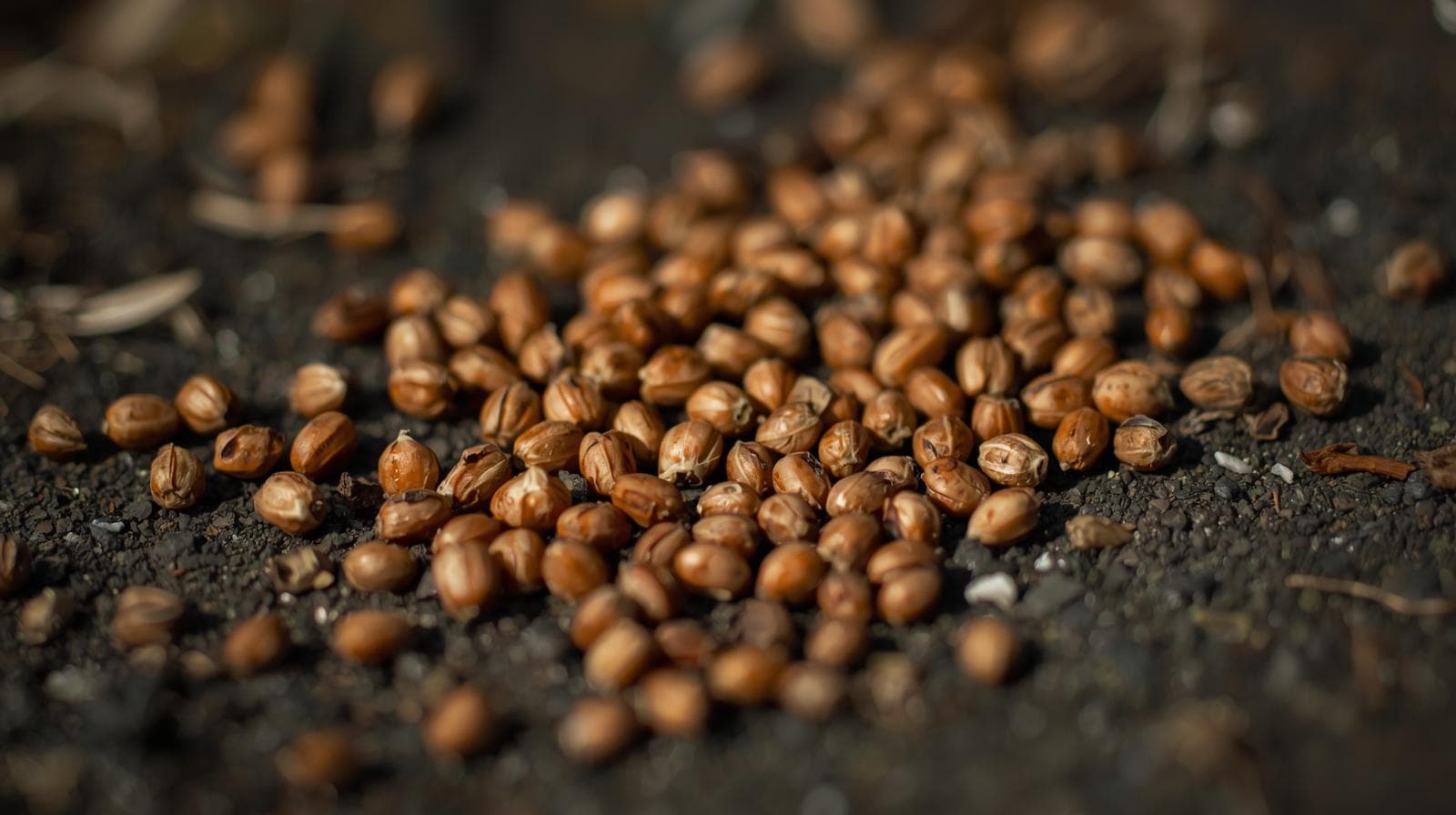 Bio Karottensamenöl - Intensivpflege für die Haut