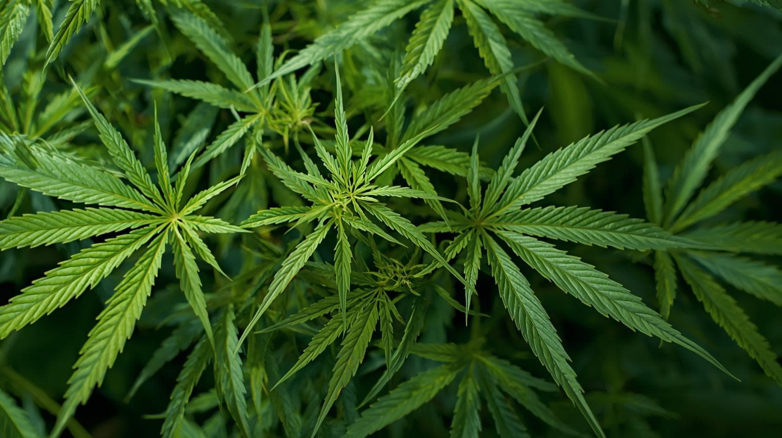 Bio Hanf Hydrolat - Cannabis sativa - Essenz der Hanfpflanze