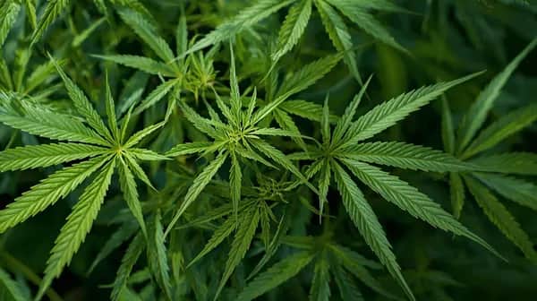 Bio Hanf Hydrolat - Cannabis sativa - Essenz der Hanfpflanze