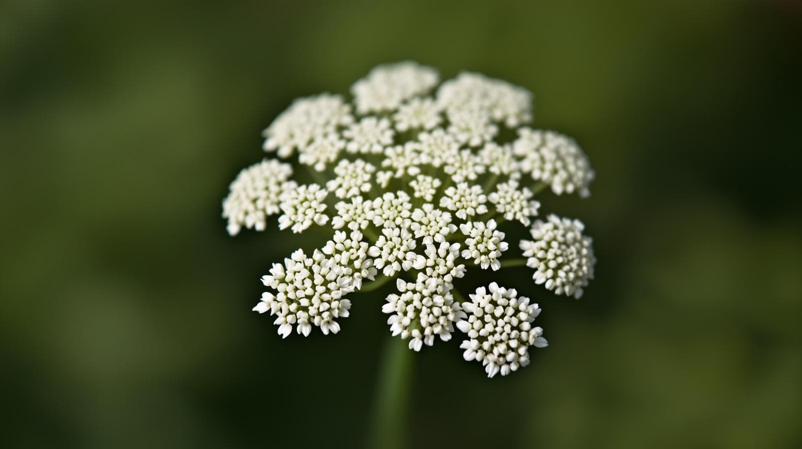 Schafgarbe Bio ätherisches Öl und Hydrolat naturrein aus kontrolliert biologischem Anbau in Österreich